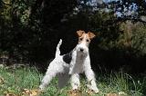 FOX TERRIER 108